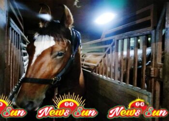 পুলিশের জন্য ভারত থেকে ৬টি প্রশিক্ষণপ্রাপ্ত ঘোড়া আমদানি করল বাংলাদেশ