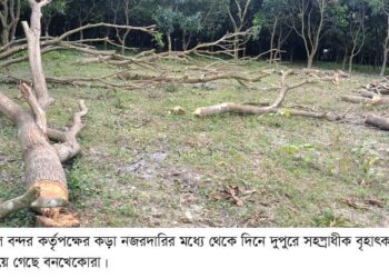 বেনাপোল বন্দরের কড়া নজরদারির মধ্যে থেকে দিনের আলোয় শতাধীক গাছ কেটেছে বনখেকোরা