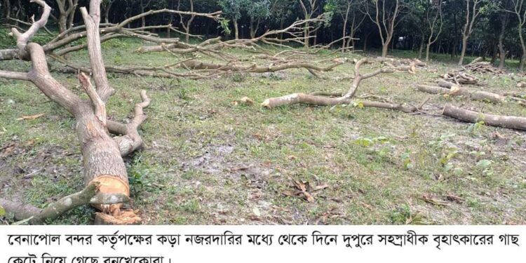 বেনাপোল বন্দরের কড়া নজরদারির মধ্যে থেকে দিনের আলোয় শতাধীক গাছ কেটেছে বনখেকোরা