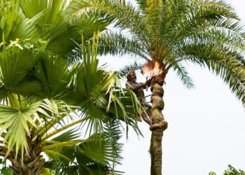 শার্শায় শীত আসতে না আসতেই শুরু হয়েছে খেজুরের রস আহরণ