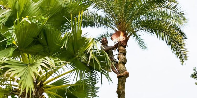 শার্শায় শীত আসতে না আসতেই শুরু হয়েছে খেজুরের রস আহরণ