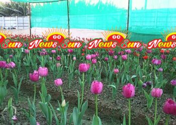 জমে উঠেছে ফুলের রাজ্য  গদখালীর ফুল বাজাএর প্রধান আকর্ষণ টিউলিপ