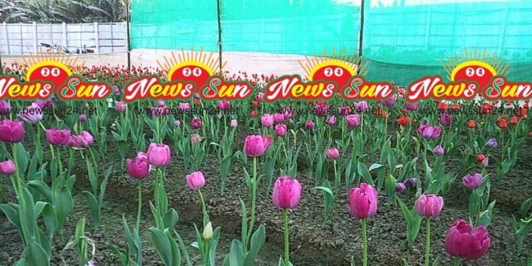 জমে উঠেছে ফুলের রাজ্য  গদখালীর ফুল বাজাএর প্রধান আকর্ষণ টিউলিপ