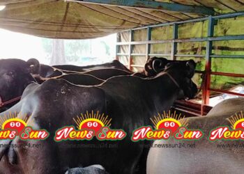 বেনাপোল বন্দর দিয়ে শুল্ক ছাড়ায় ভারতীয় ১০৪ টি মহিষ আমদানি