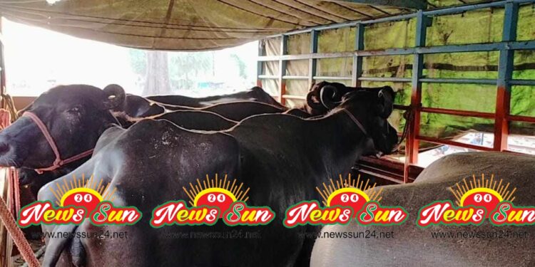 বেনাপোল বন্দর দিয়ে শুল্ক ছাড়ায় ভারতীয় ১০৪ টি মহিষ আমদানি
