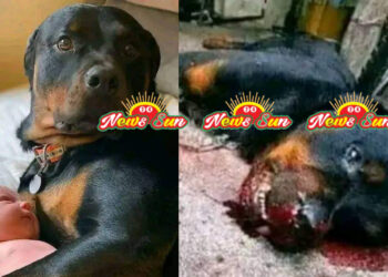 একটি বিশ্বস্ত কুকুরের গল্প।