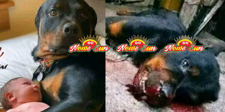 একটি বিশ্বস্ত কুকুরের গল্প।