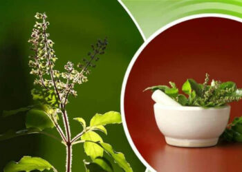 যেভাবে শিশুকে তুলসী পাতা খাওয়াবেন