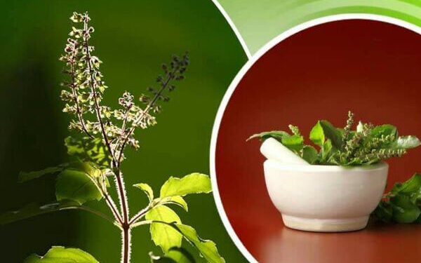 যেভাবে শিশুকে তুলসী পাতা খাওয়াবেন