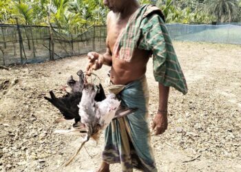 বিষ দিয়ে মটরশুটি ক্ষেতে ৪০০ কবুতর হত্যা