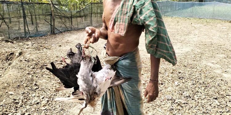 বিষ দিয়ে মটরশুটি ক্ষেতে ৪০০ কবুতর হত্যা