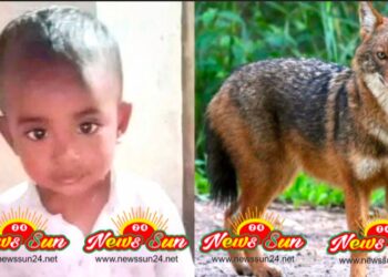 সাবধান দিনের বেলায় বাড়ির উঠান থেকে শিশুকে নিয়ে গেল শিয়াল