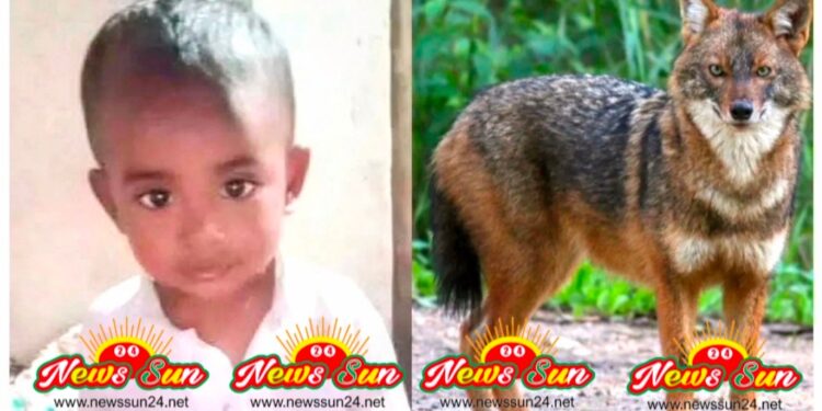 সাবধান দিনের বেলায় বাড়ির উঠান থেকে শিশুকে নিয়ে গেল শিয়াল