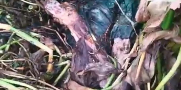 চকরিয়ায় ভাসমান শিশুর গলিত লাশ উদ্ধার