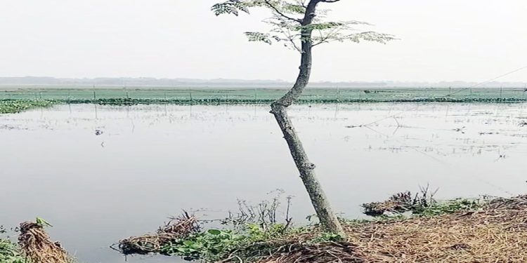 বেনাপোলের দক্ষিনে কৃষকদের দুঃখ চাত্রের বিল